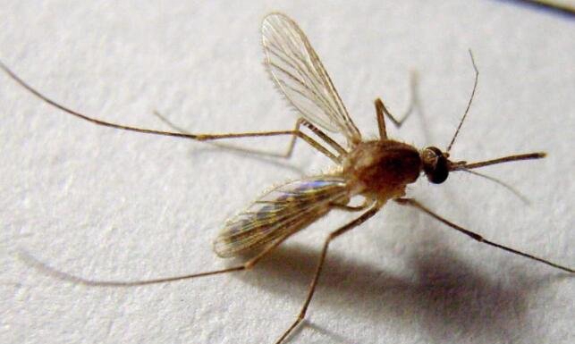 蚊子的寿命有多长，一般14到24天_以蚊子最怕的为准