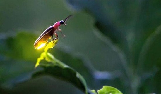 萤火虫为什么发光，简单的答案就是有特殊的发光细胞
