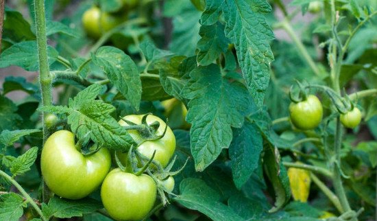 未成熟的没有红色的绿色西红柿可以吃吗？怎么做？你可以翻炒一下(记住1个食谱很好吃)