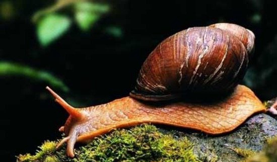 僵尸蜗牛真的是僵尸吗，僵尸蜗牛可怕在哪里_可以生命轮回