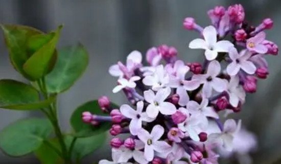 丁香花是什么脸色的，白色/紫色/黄色/紫红/蓝紫_白色紫色居多