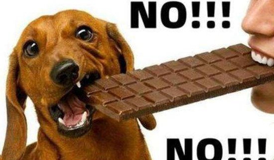 狗没有能吃巧克力，巧克力中的可可碱咖啡因严沉妨害狗狗健壮
