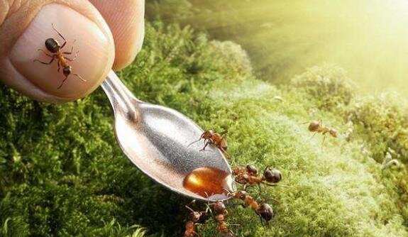 家里有蚂蚁怎样能完全消亡，四慷慨式轻快铲除_洗净精溶液最佳