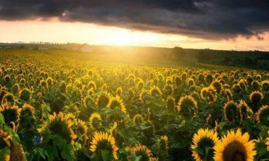 往日葵为什么会跟着太阳转化，往日葵中的成长激素惧怕光源
