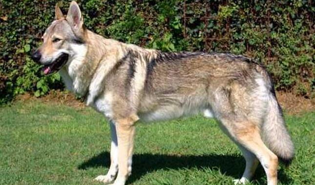世界上最贵的狗排名，捷克狼犬排第一_10000美元