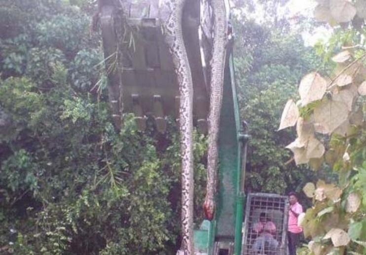 掘掘机掘出16米长巨蛇图片，竟直交吓死掘掘机司机_附图片