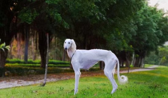 哮天犬是哪个种类的狗，是白色短毛细犬并没有是乌色的_附图片