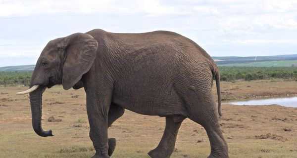 「大象未解之谜」大象死后终归去了何处？
