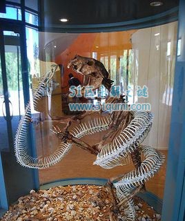 沃那比蛇:一种能吃恐龙的巨型蛇类 沃那比蛇VS泰坦蟒