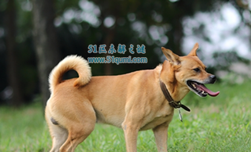 中国原土的十大狗狗 中华故乡犬是最受迎接的!