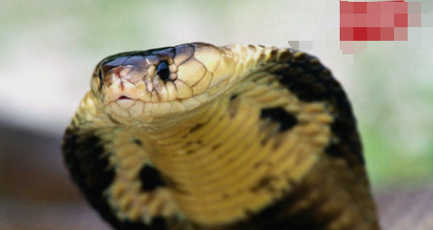 十种世界上最毒的动物，眼镜蛇居然位列倒数