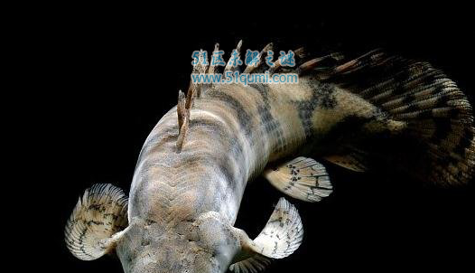 世界上最美丽的恐龙鱼，虎纹恐龙王鱼