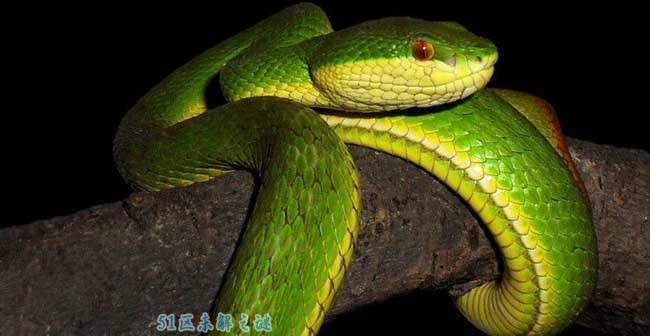 竹叶青蛇:伤害又漂亮的毒蛇 一条几钱?不妨吃吗?