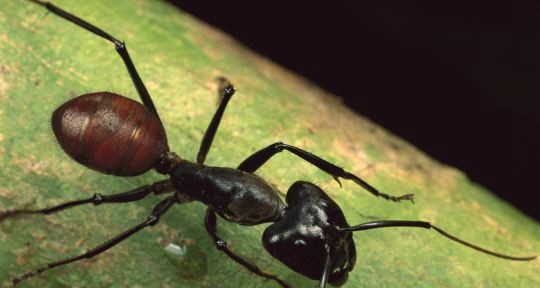 巨型蚂蚁:体型胜过一般蚂蚁几倍 蚂蚁家属的巨无霸
