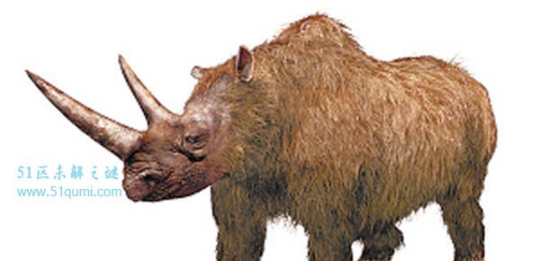 披毛犀的引见及化石的创造 它毁灭的缘故是什么?