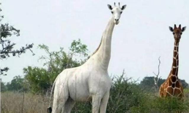 寰球末尾一只白色长颈鹿，被装上追踪器_母亲和弟弟被猎杀