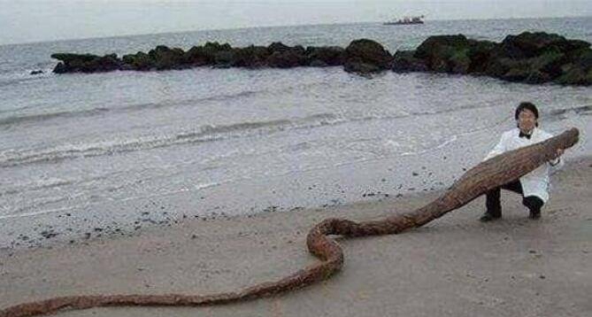 神奇生物巨型大海蛇长18米，被称为斯特龙塞怪兽