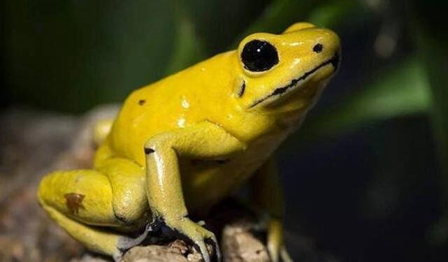 黄金箭毒蛙毒性有多强，三分钟毒死十个成年人_毒性最强的蛙类