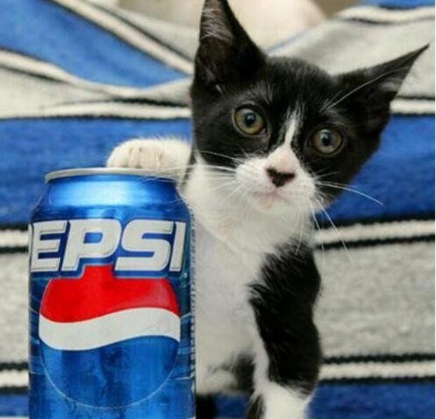 世界上最小的猫，皮堡斯猫仅有可乐罐巨细_高7厘米/沉150克