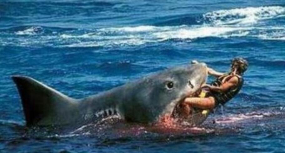 鲨鱼吃人实在事变清点，清点四大从鲨鱼口中死里遁惹事变