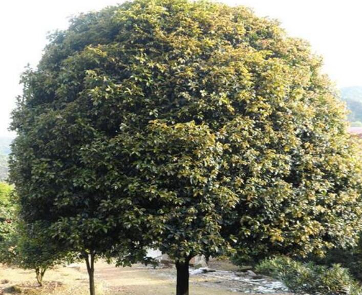排名第一最佳的镇宅树，桂树浩气实脚迎福辟邪是镇宅最佳之树