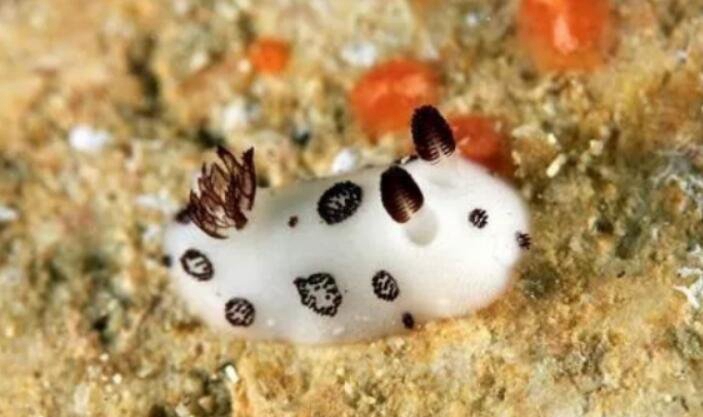海蛞蝓是什么动物能吃吗，不妨当宠物养吗_疑似外星生物