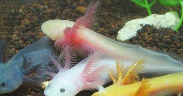 六角龙鱼有毒吗，吃什么能长多大怎样养_不妨养然而是没有能吃
