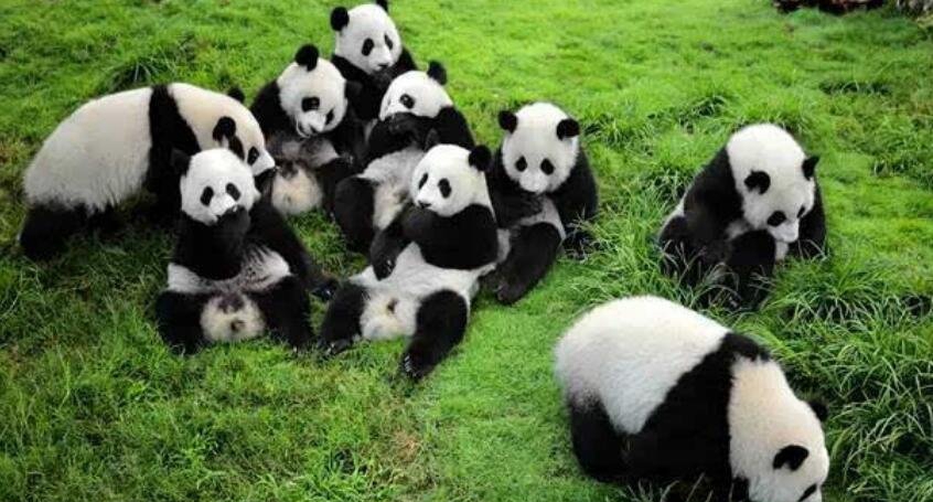 大熊猫为什么是国宝的缘故？20字给你回答_附大熊猫常识大全