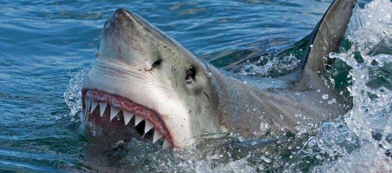 最实在的鲨鱼图片大全，本来大普遍没有会吃人_百分之九十是误伤