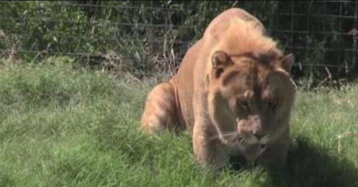 最大的猫科动物是老虎仍旧狮子，本来是狮虎兽_体型为狮子老虎二倍