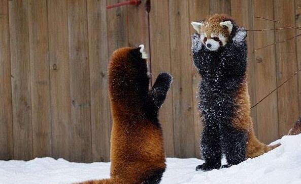 小熊猫不妨当宠物吗，有正当的说明便不妨_和浣熊有辨别