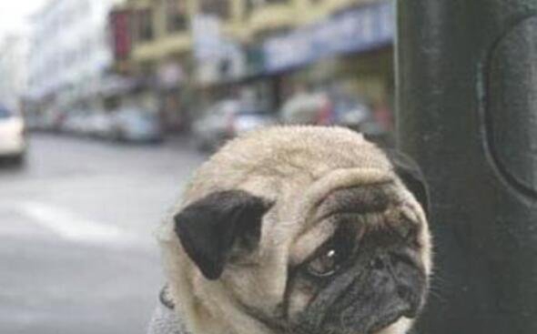 世界上最悲伤的狗，脸色实足让人十分心痛_是一只巴哥犬