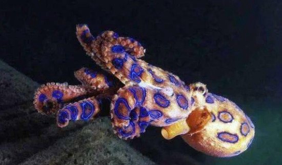 蓝环章鱼有多毒，碰一下便会死_世界最毒的海洋生物