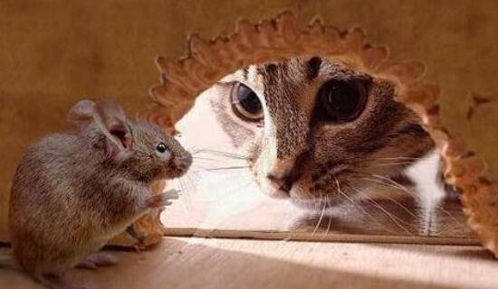 猫为什么吃老鼠，老鼠含有猫所需的营养物质_三大原因