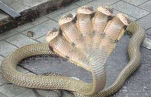 五头蛇是不是真实存在，存在但极其稀有(网传图片为假)