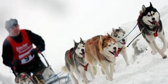 雪橇三傻是那三种狗，哈士奇/阿拉斯加/萨摩耶_又傻又可爱