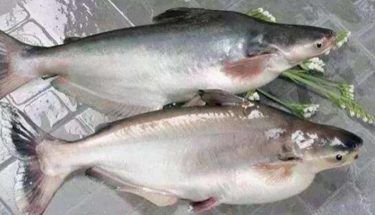 为什么巴沙鱼是世界上最脏的鱼，以腐肉和废物为食(养殖的没有脏)