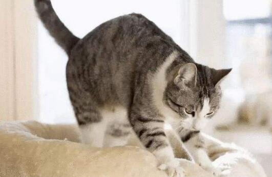 猫咪踩奶是什么意思，用爪子踩踏柔软的地方(促进猫奶分泌行为)