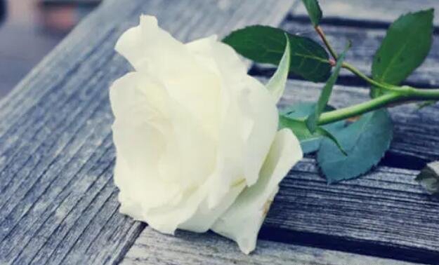 白玫瑰没有能随意送人，花语代表着恋情_只可送给本人的情侣