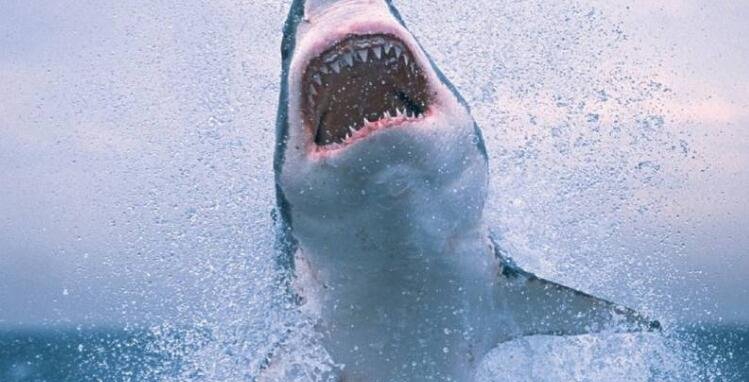 世界上十大恐惧鲨鱼排名，最恐惧的是公牛鲨(胃里创造人类尸身)