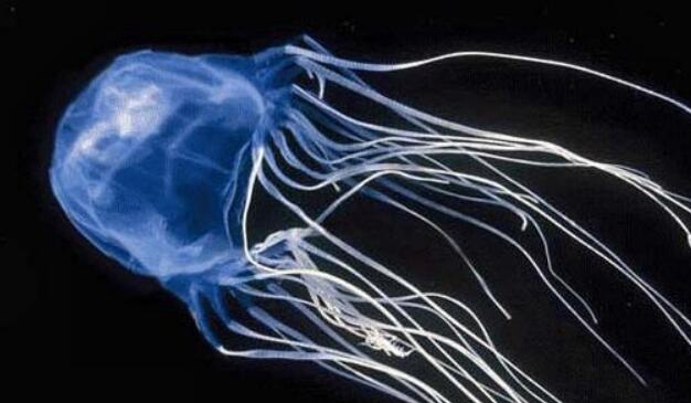 世界上最毒的动物排名，方水母最毒(60个触须遇到即死)