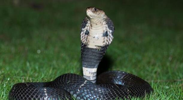 乡村十大毒蛇排名，最毒的蛇是舟山眼镜蛇(能容易毒死小型动物)