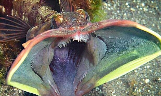 最猛烈的十大恐惧鱼，第三名长的很像女性下体(附实在图片)