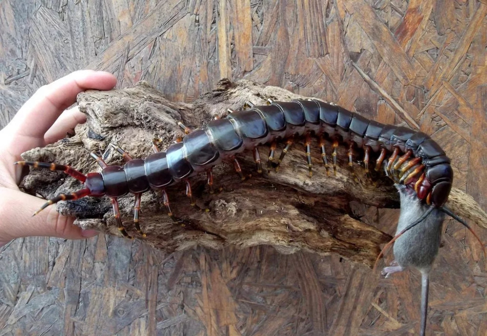 世界上最大的蜈蚣排名，加拉帕格斯伟人蜈蚣第一(长62厘米)