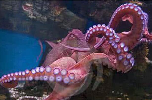 世界上最大的章鱼，北宁靖洋巨型章鱼(沉达554斤)