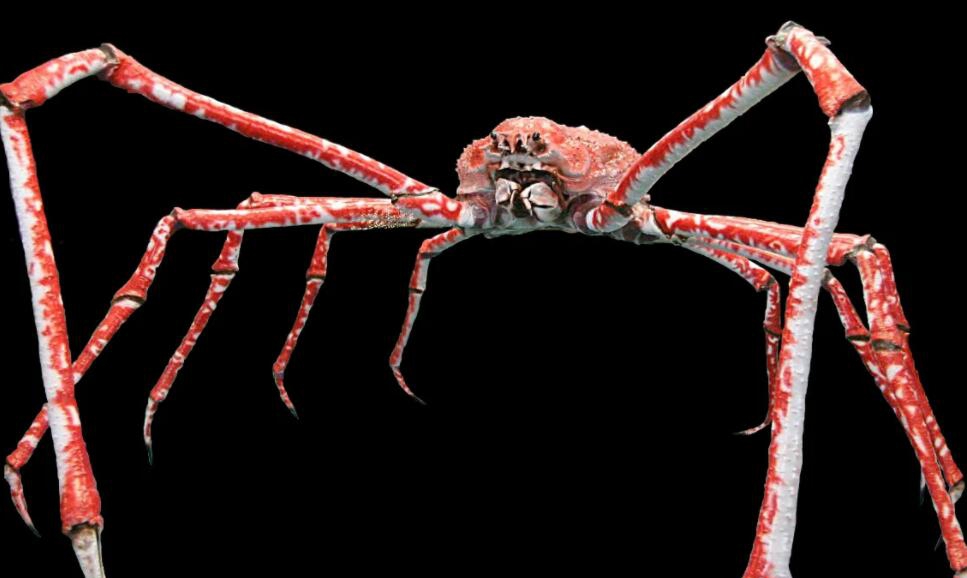 世界上最大的螃蟹排名，杀人蟹排第一(身长4.2米)