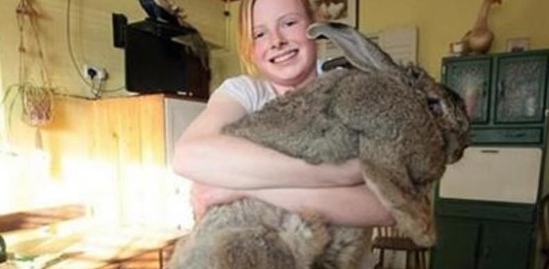 世界上最大的兔子，大流士兔_体长1.22米