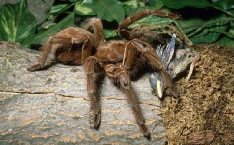 世界上最大的蜘蛛排行榜，食鸟狼蛛排第一_体长2.5厘米