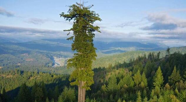 世界上最高的树是什么，澳洲杏仁桉树_高156米