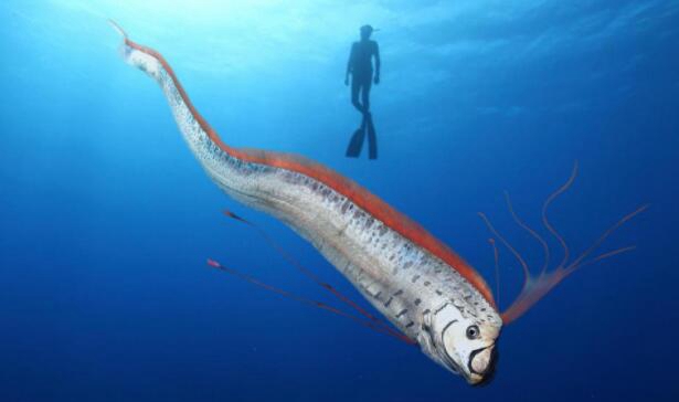 世界上最大的戴鱼，巨型皇戴鱼(体长达17米)
